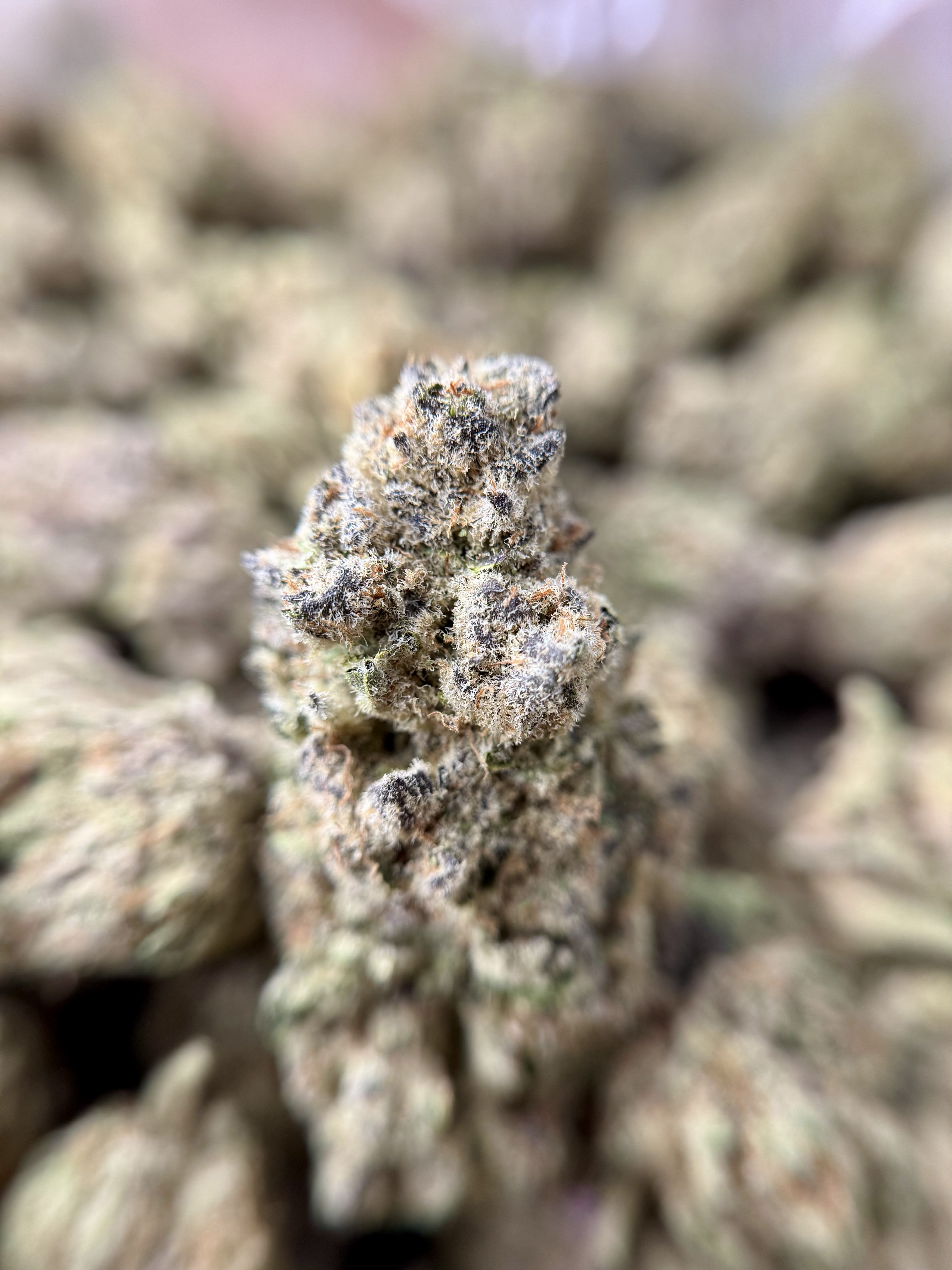 Purple Zkittles