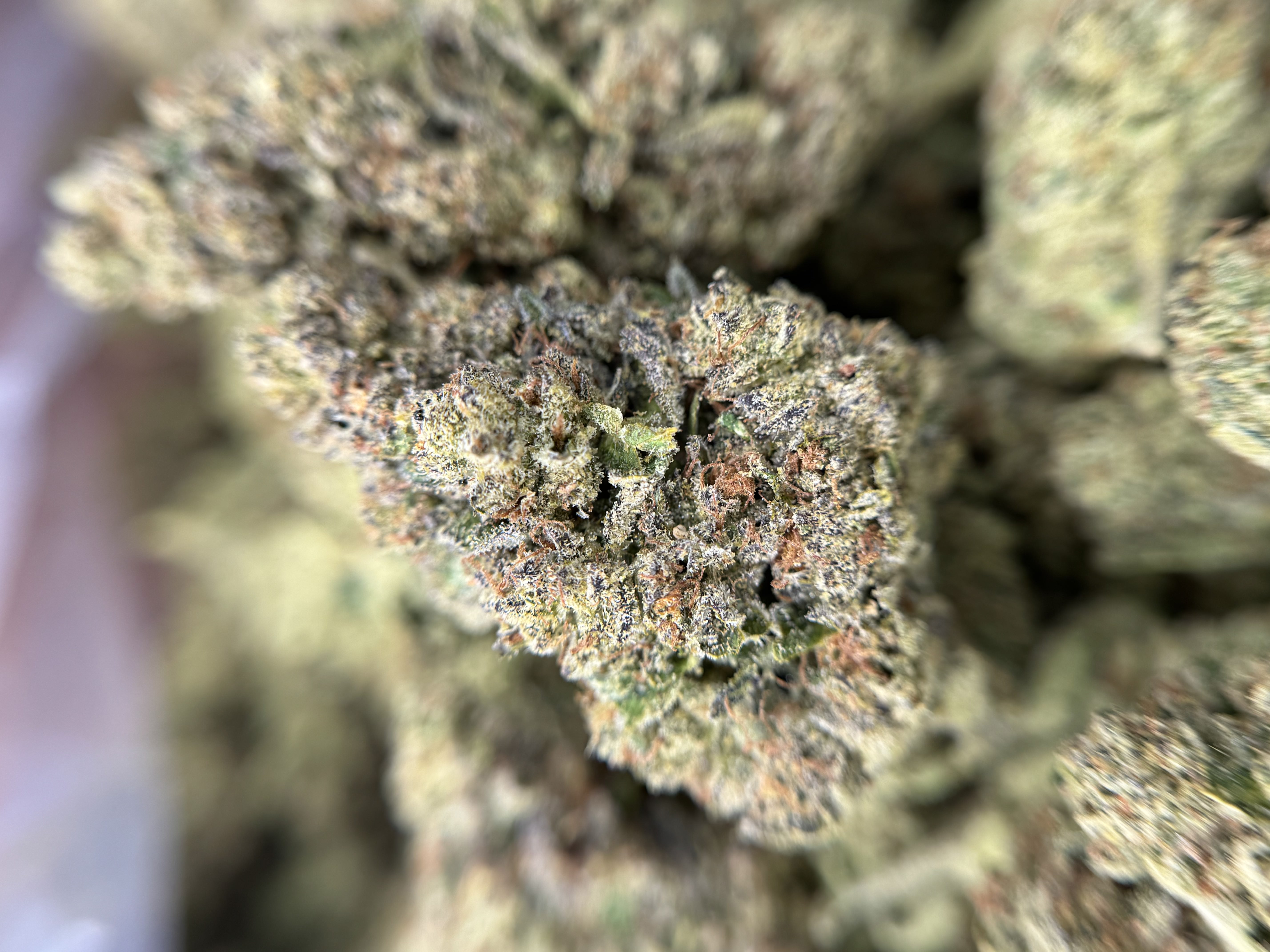 Sour Kush